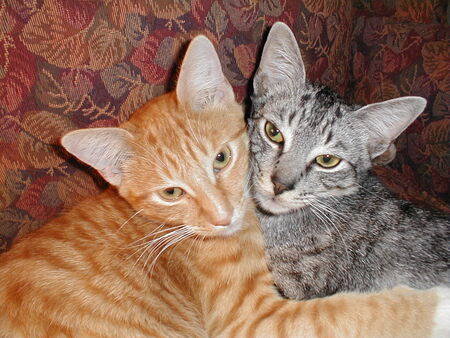 Entry image for Cheeto and Raisin. Clicking this image will show a larger photo