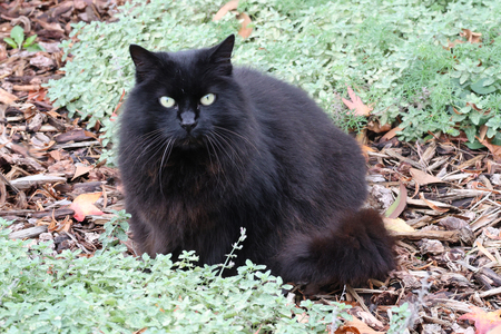 Entry image for Minnie. Clicking this image will show a larger photo