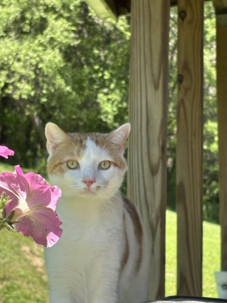 Entry image for Cooper . Clicking this image will show a larger photo