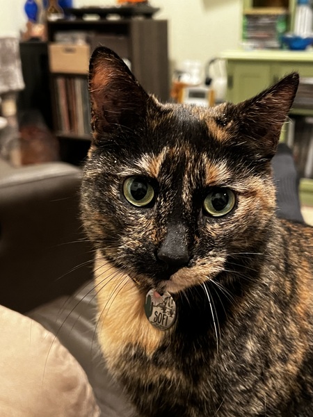 Entry image for Sofi. Clicking this image will show a larger photo