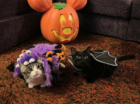 Entry image for Frankie and Momo. Clicking this image will show a larger photo