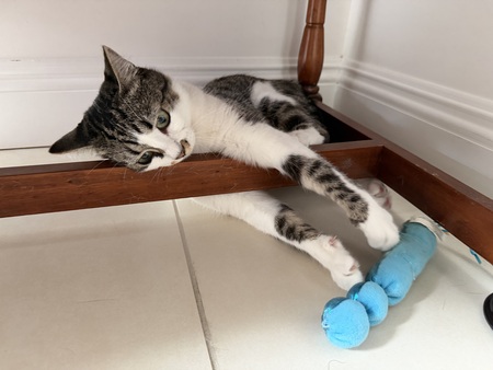 Entry image for Cookie. Clicking this image will show a larger photo