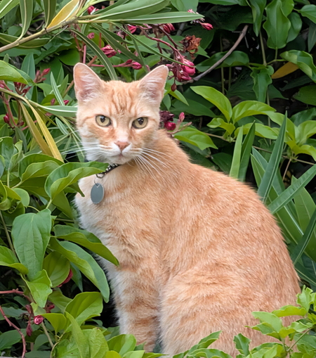 Entry image for Meeko. Clicking this image will show a larger photo