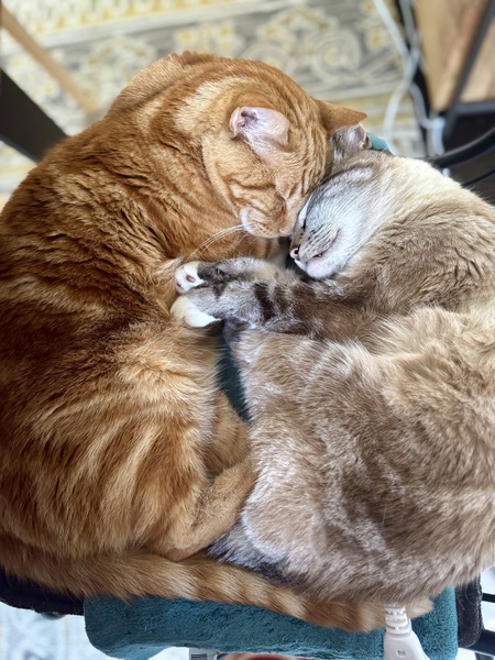 Entry image for Appa & Momo. Clicking this image will show a larger photo