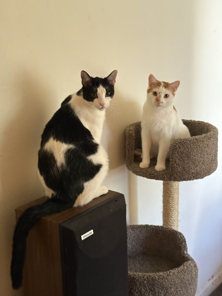 Entry image for Finny. Clicking this image will show a larger photo