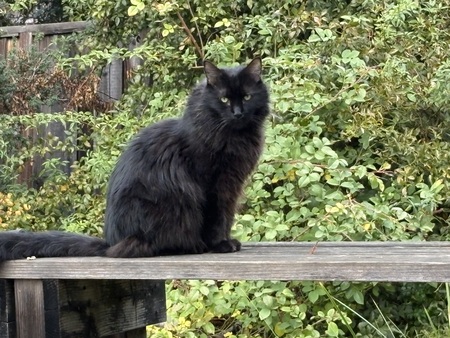 Entry image for Scotty. Clicking this image will show a larger photo