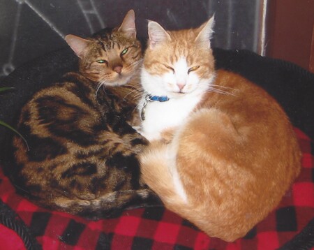 Entry image for Oscar and Punky. Clicking this image will show a larger photo