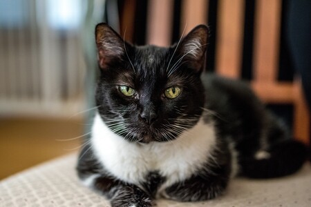 Entry image for Penny. Clicking this image will show a larger photo