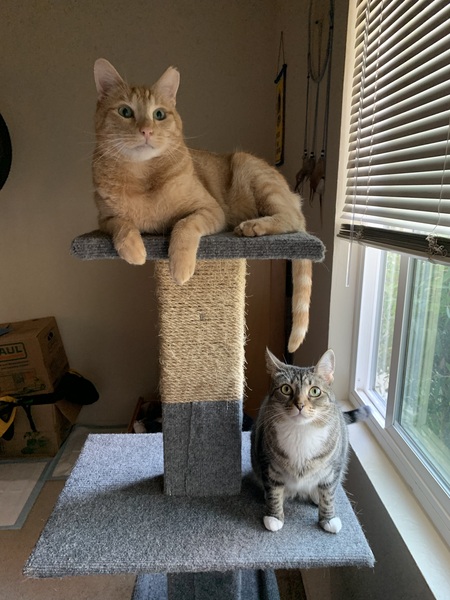 Entry image for Rufus and Nora. Clicking this image will show a larger photo