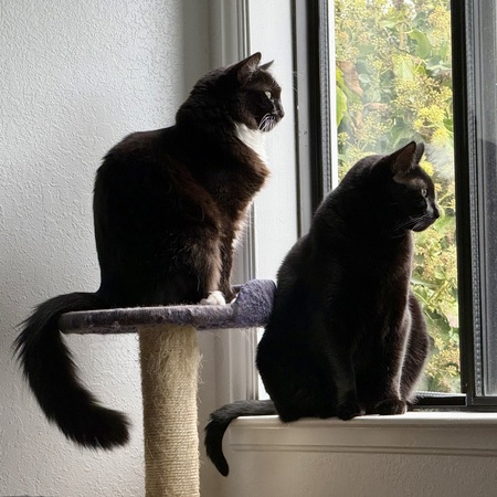 Entry image for Kiora & Nissa. Clicking this image will show a larger photo