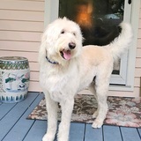 Entry image for Jasper