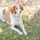Entry image for Bella