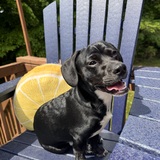 Entry image for Waylon