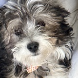 Entry image for Tucker