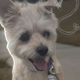 Entry image for Gracie 