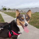 Entry image for Kensington “Kensie” Rose