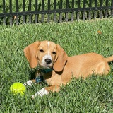 Entry image for Hamilton Fletcher , Duke of Santa Fe 