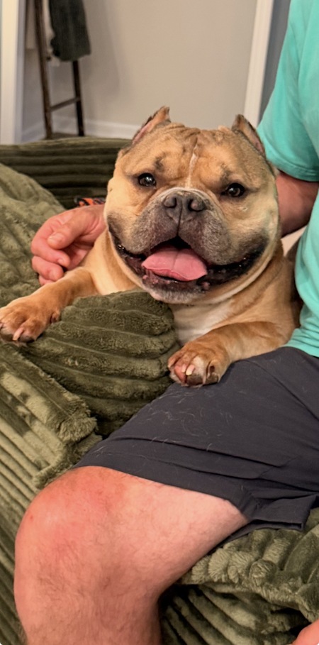Entry image for Capone . Clicking this image will show a larger photo