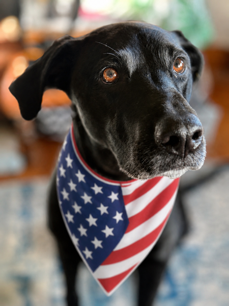 Entry image for Betty Lou. Clicking this image will show a larger photo