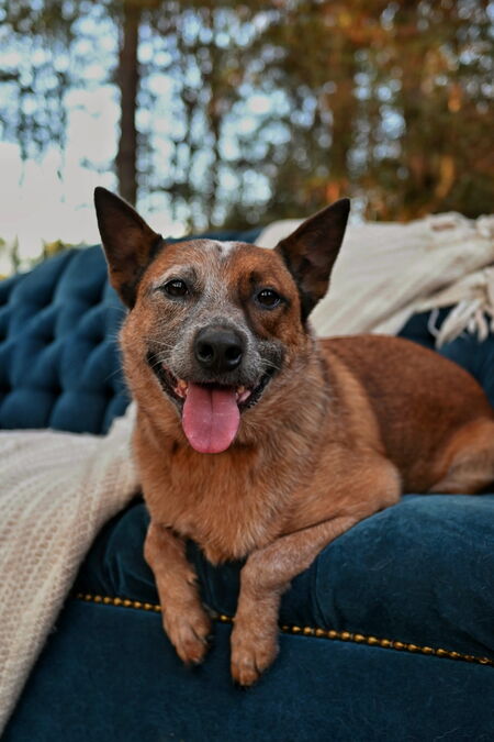 Entry image for Rusty. Clicking this image will show a larger photo