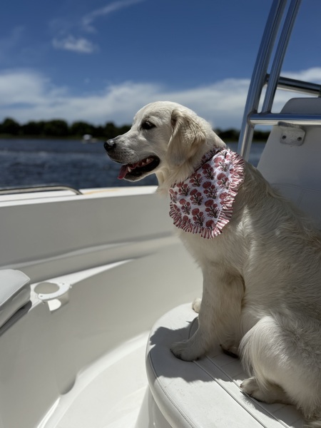 Entry image for Duchess. Clicking this image will show a larger photo