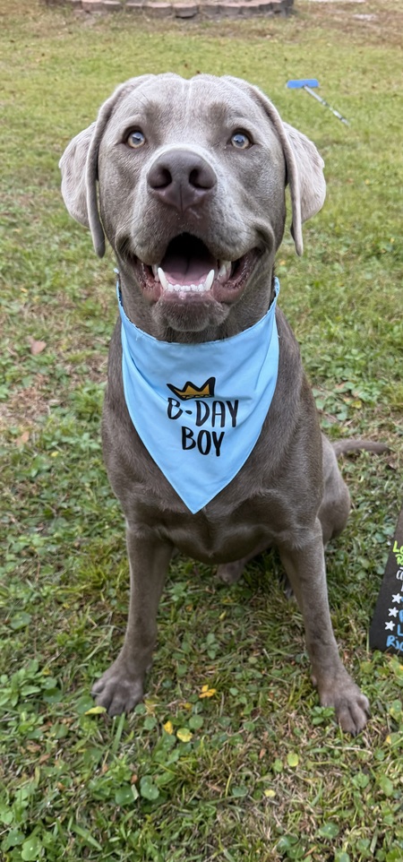 Entry image for Scout. Clicking this image will show a larger photo