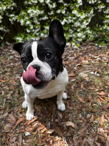 Entry image for Penny . Clicking this image will show a larger photo