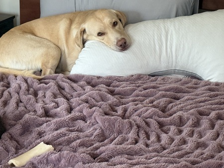 Entry image for Beau. Clicking this image will show a larger photo