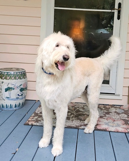 Entry image for Jasper. Clicking this image will show a larger photo