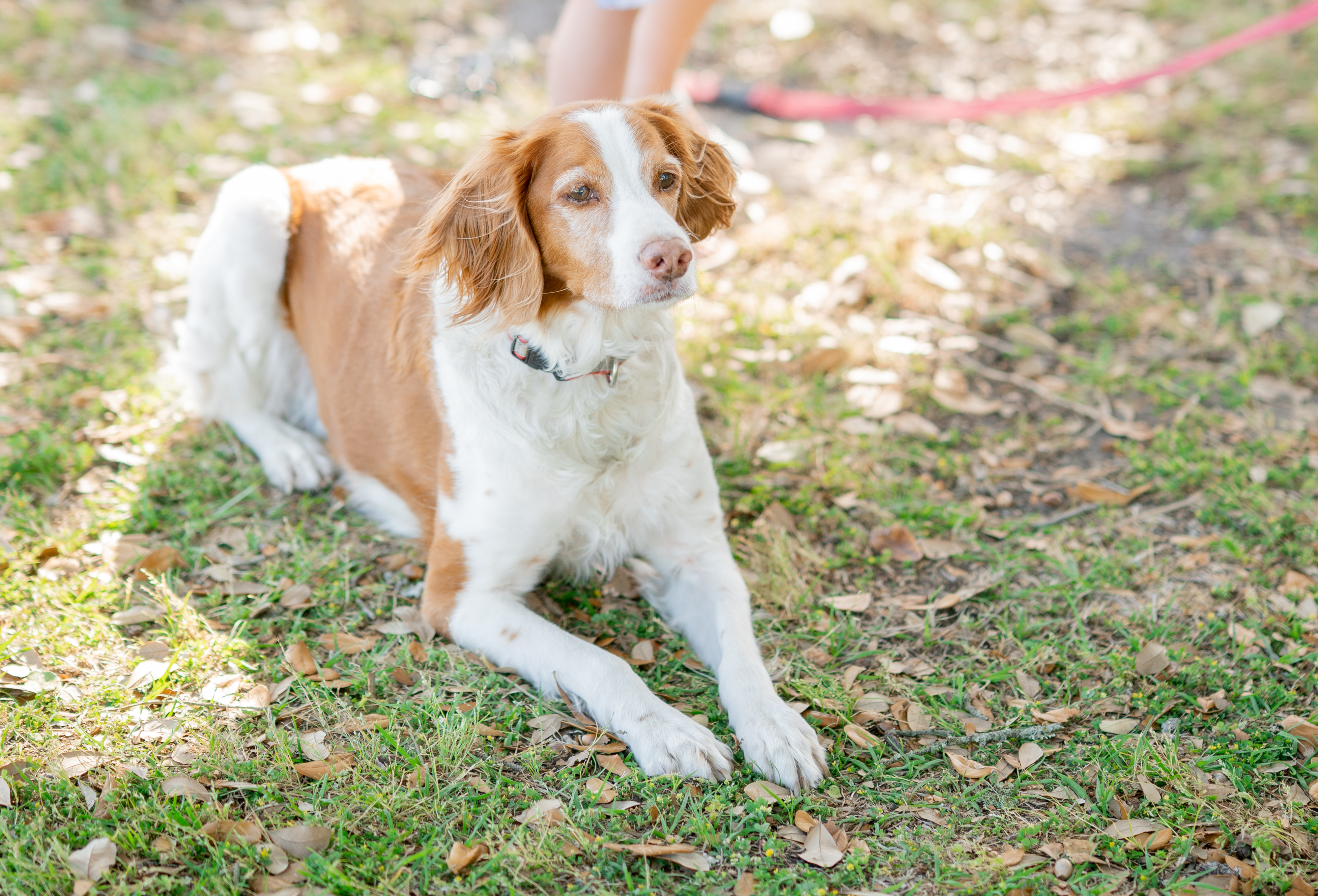 Entry image for Bella. Clicking this image will show a larger photo