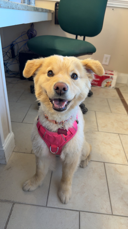Entry image for Honey . Clicking this image will show a larger photo