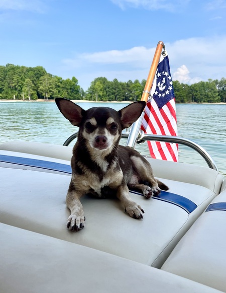Entry image for Bean. Clicking this image will show a larger photo