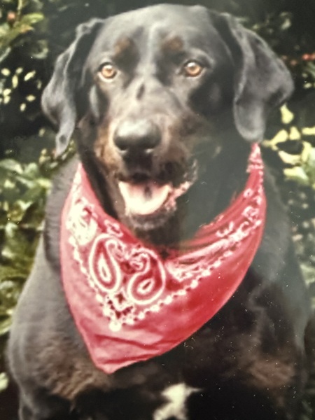 Entry image for Shiloh. Clicking this image will show a larger photo
