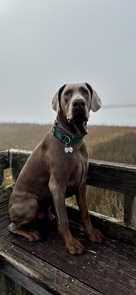 Entry image for Archie. Clicking this image will show a larger photo