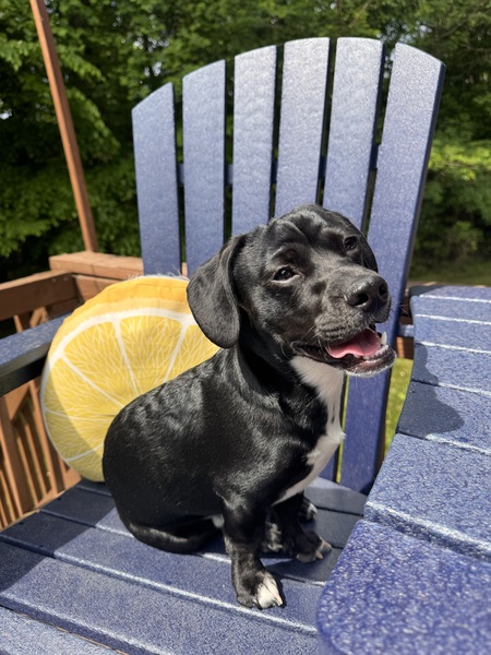 Entry image for Waylon. Clicking this image will show a larger photo
