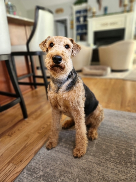 Entry image for Watson. Clicking this image will show a larger photo