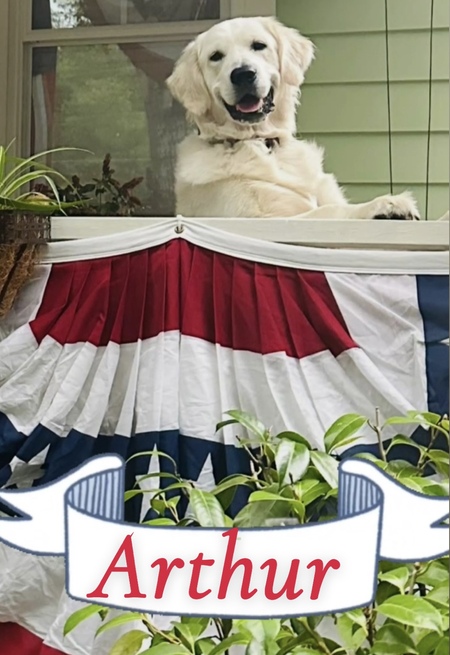 Entry image for Arthur . Clicking this image will show a larger photo