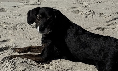 Entry image for Ace . Clicking this image will show a larger photo