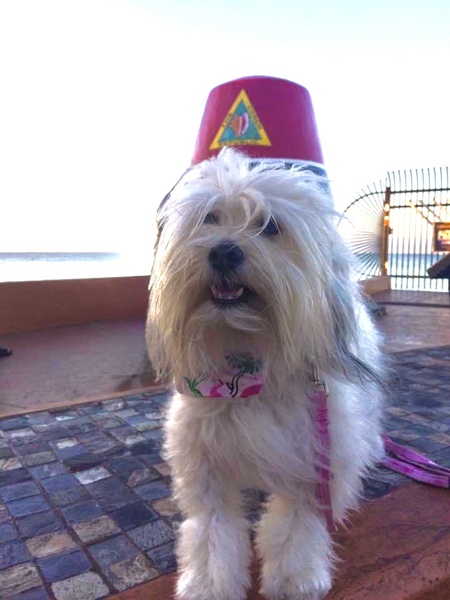 Entry image for Sophia . Clicking this image will show a larger photo