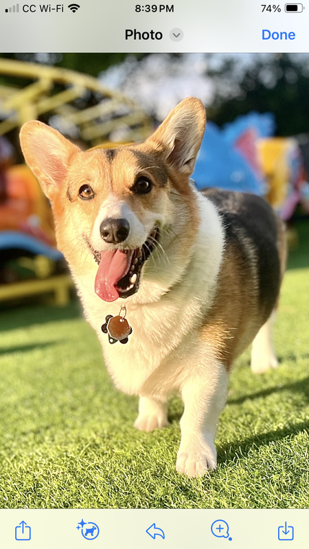 Entry image for Winston. Clicking this image will show a larger photo