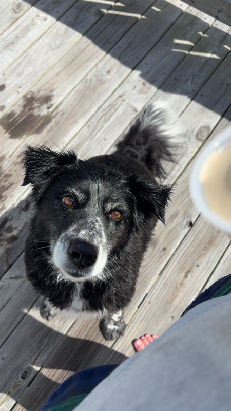 Entry image for Callie. Clicking this image will show a larger photo