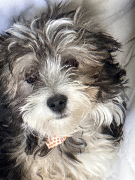 Entry image for Tucker. Clicking this image will show a larger photo