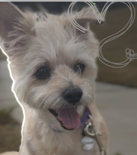 Entry image for Gracie . Clicking this image will show a larger photo