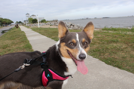 Entry image for Kensington “Kensie” Rose. Clicking this image will show a larger photo
