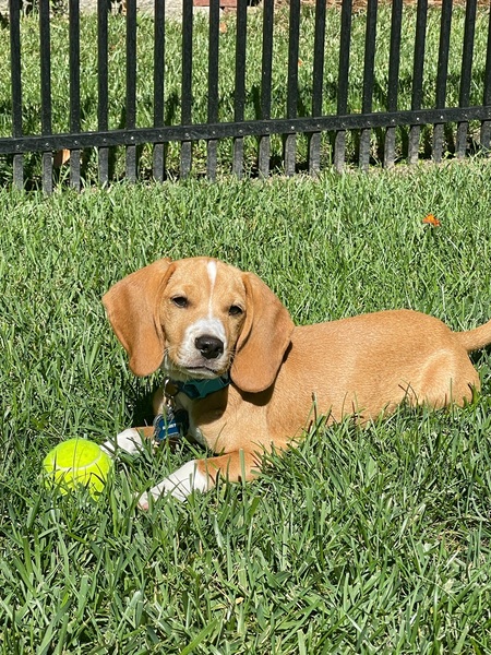Entry image for Hamilton Fletcher , Duke of Santa Fe . Clicking this image will show a larger photo