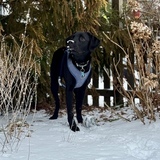 Entry image for Oliver