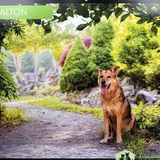 Entry image for Dalton