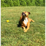 Entry image for Daisy