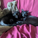 Entry image for Zeke and Hades