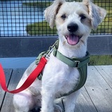 Entry image for Sam